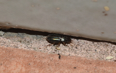 Selenophorus