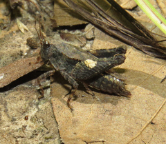 Tettigidea lateralis
