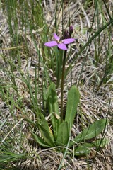 Primula tetrandra
