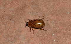 Cyclocephala lunulata