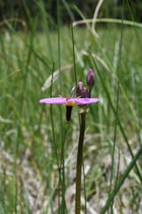 Primula tetrandra
