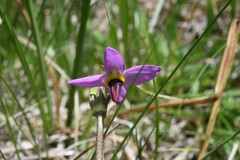 Primula tetrandra
