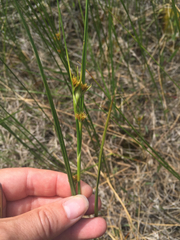 Cladium mariscoides