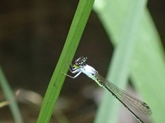 Agriocnemis femina oryzae