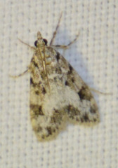 Eudonia delunella