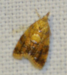 Pseudargyrotoza conwagana