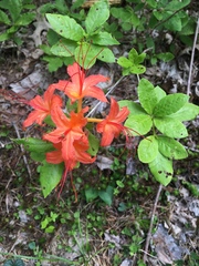 Rhododendron calendulaceum