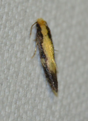 Monopis obviella