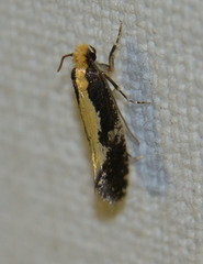 Monopis obviella
