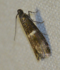 Elegia similella