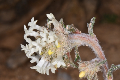 Image of Ipomopsis spicata by (c) Darrin Gobble, some rights reserved (CC BY)