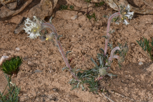 Image of Ipomopsis spicata by (c) Darrin Gobble, some rights reserved (CC BY)