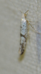 Argyresthia curvella