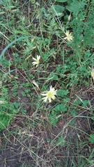 Pyrrhopappus pauciflorus