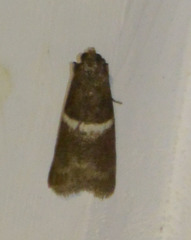 Elegia similella