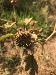 Datura stramonium