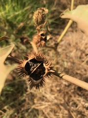 Datura stramonium