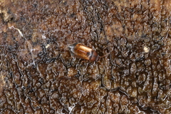 Eusphalerum torquatum