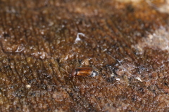 Eusphalerum torquatum