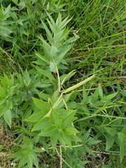 Amsonia repens