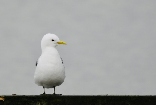 Gaviota tridáctila (Rissa tridactyla)