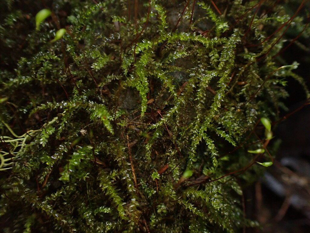 Rhynchostegium muriculatum