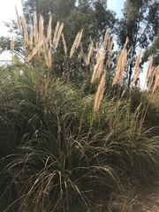 Cortaderia selloana