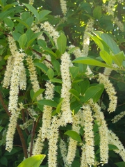Itea virginica