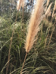 Cortaderia selloana