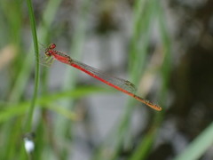 Agriocnemis femina oryzae