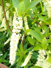 Itea virginica