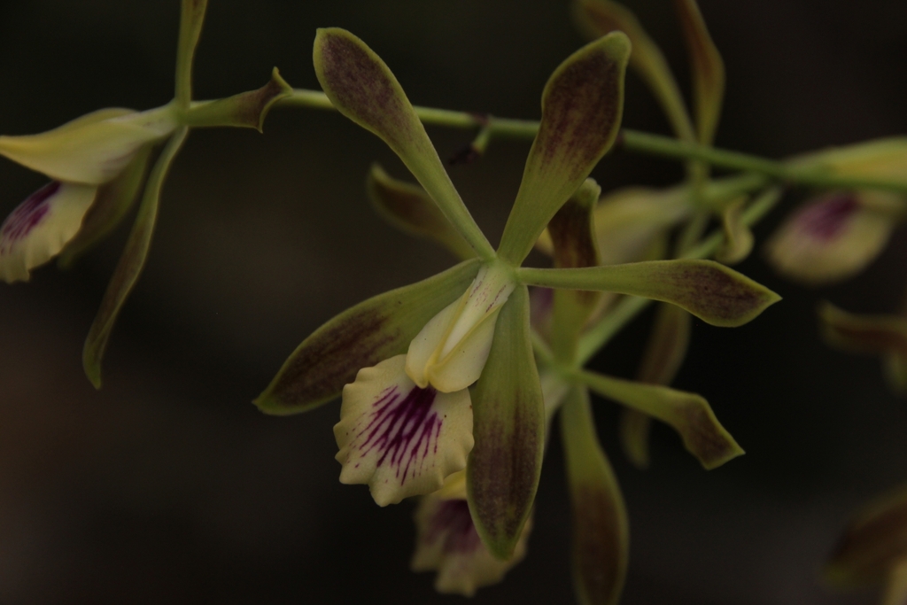 Encyclia bocourtii Múj.Benítez & Pupulin 2
