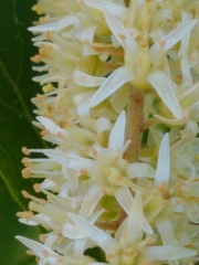 Itea virginica