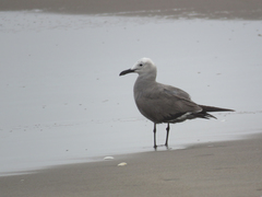 Leucophaeus modestus