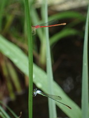 Agriocnemis femina oryzae