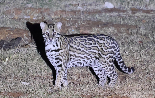 Ocelot, photo 5 of 7