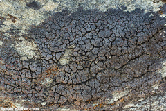 Fuscopannaria maritima