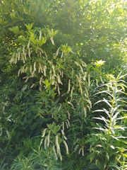 Itea virginica