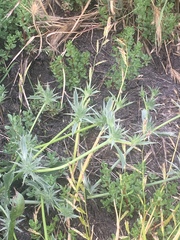Eryngium aristulatum