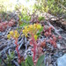 The Eddys Stonecrop - Photo (c) frankfrank, some rights reserved (CC BY-NC), uploaded by frankfrank
