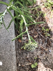 Achillea millefolium
