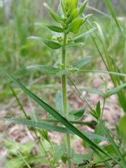 Cruciata glabra krylovii
