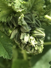 Alcea rosea