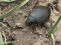 Cybister lateralimarginalis