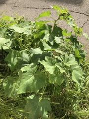 Alcea rosea