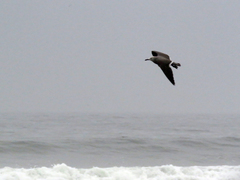 Leucophaeus modestus