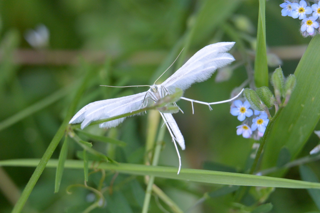 White plume moth (Pterophorus pentadactyla)