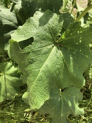 Alcea rosea