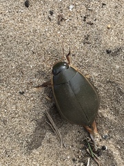 Cybister lateralimarginalis