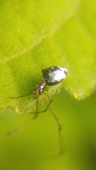 Argyrodes argentatus